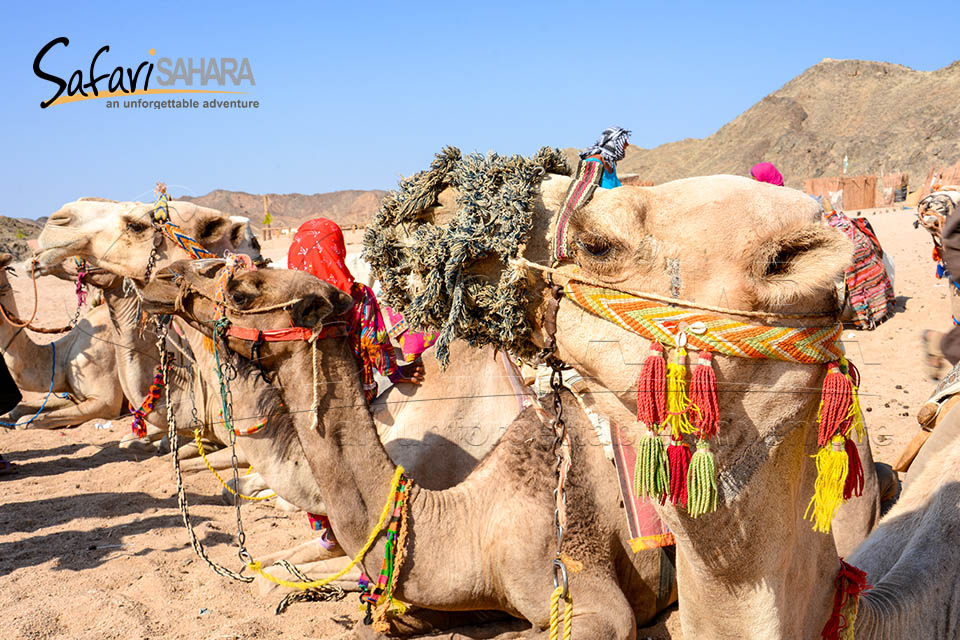 Jeep-Abenteuer zum Sahara Park Hurghada